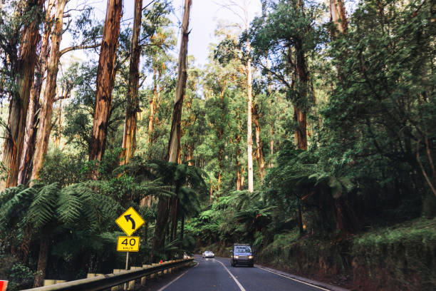 on the road inside the yarra ranges national park