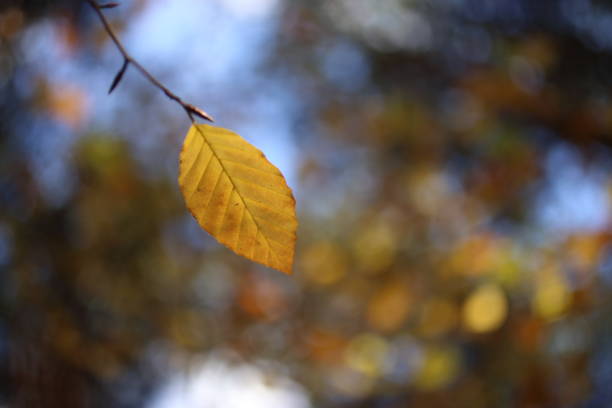 istock Colorful leaves in the autumn 1033145918