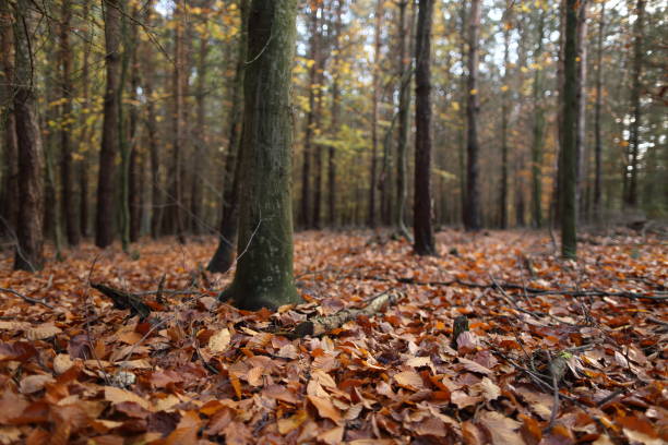 istock Autumn in the woods 1033145990