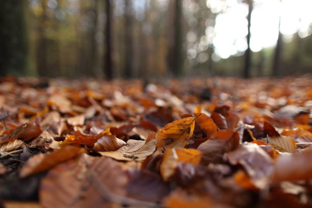 istock Autumn in the woods 1033145992