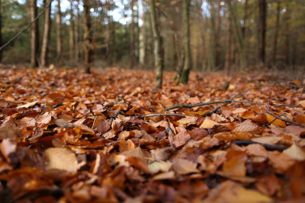istock Autumn in the woods 1033145994