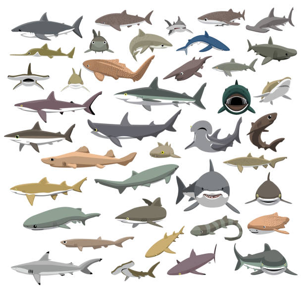 viele arten der haie der welt niedlichen cartoon vektor - sand tiger shark stock-grafiken, -clipart, -cartoons und -symbole