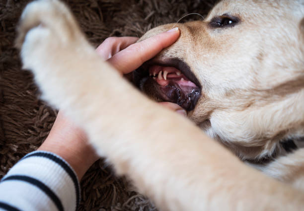 istock Puppy with milk teeth 1033146900