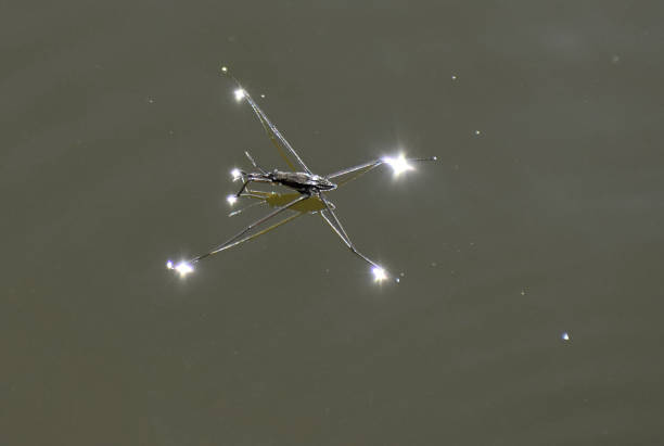 istock Hydrometra stagnorum Linnaeus on the surface of the pond 1033149636