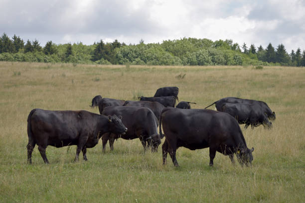 istock Black cows are grazing on the meadow. Beef cattle on the pasture 1033149840