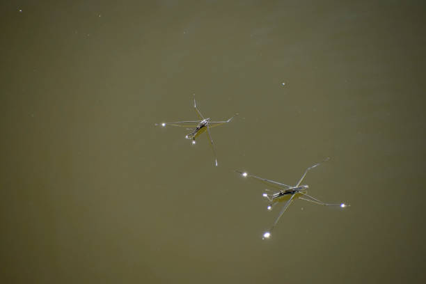 istock Hydrometra stagnorum Linnaeus on the surface of the pond 1033149878