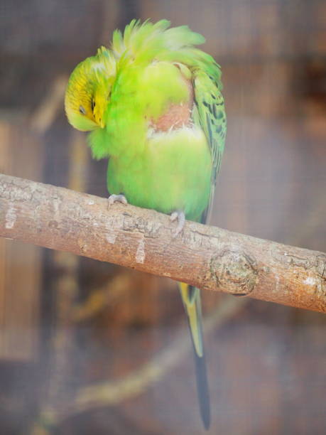 istock Budgerigar (Melopsittacus undulatus), also known as the common parakeet or shell parakeet 1033149894