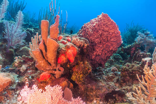istock Caribbean coral reef 1033149916