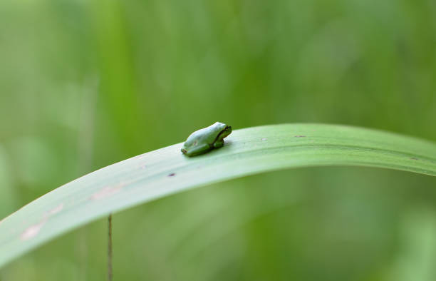 żaba - frog water isolated drop zdjęcia i obrazy z banku zdjęć