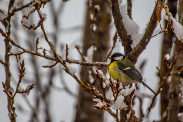 istock Tit Between Twigs in Winter 1033155722