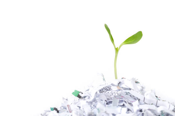 istock seed sprout growth recycle protect environment nature on white background 1033157182