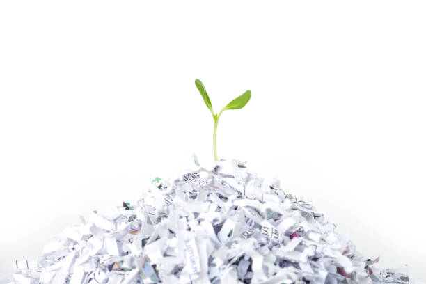 istock seed sprout growth recycle protect environment nature on white background 1033157598