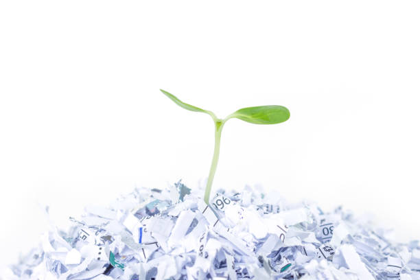 istock seed sprout growth recycle protect environment nature on white background 1033160742