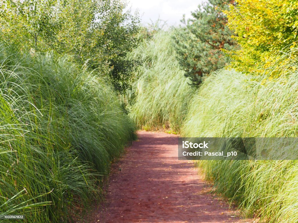 Path surrounded by high weeds Villars-les-Dombes, France – August 31, 2018: photography showing a pathway surrounded by high weeds. The photography was taken from the village of Villars-les-Dombes, France. 2018 Stock Photo