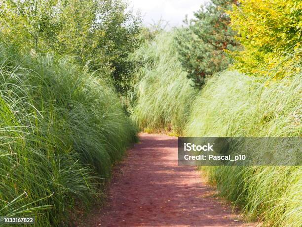 Path Surrounded By High Weeds Stock Photo - Download Image Now - 2018, Agricultural Field, Auvergne-Rhône-Alpes