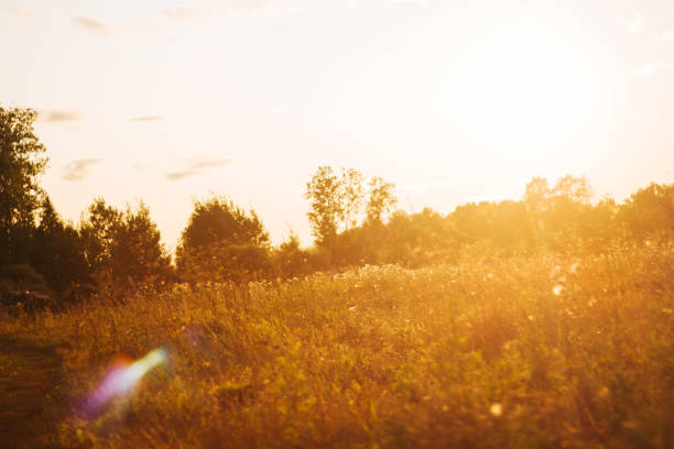 sunny golden field summer or autumn sunset  natural background