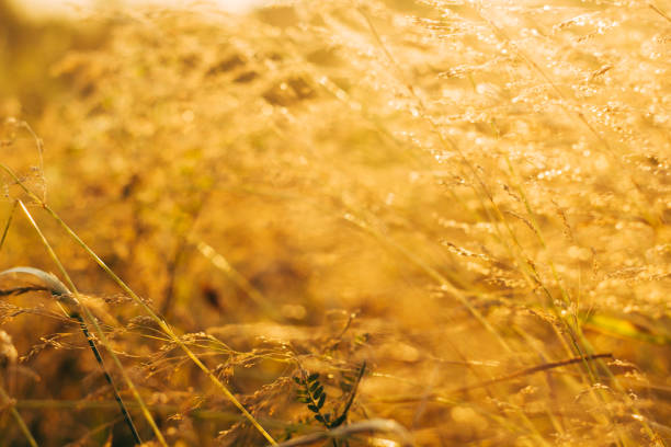 istock sunny golden field summer or autumn sunset 1033177334