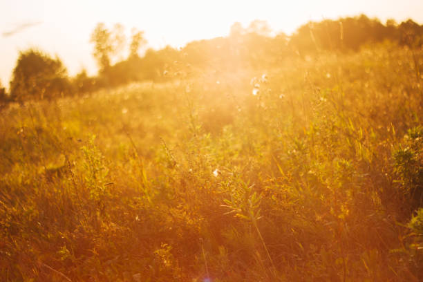 istock sunny golden field summer or autumn sunset 1033177826