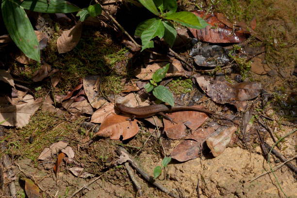 istock Many-striped skink (Eutropis multifasciata) 1033177850