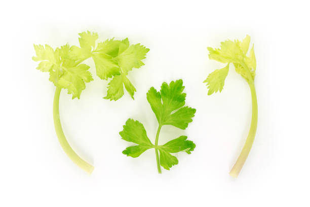 celery vegetable organic food healthy nature