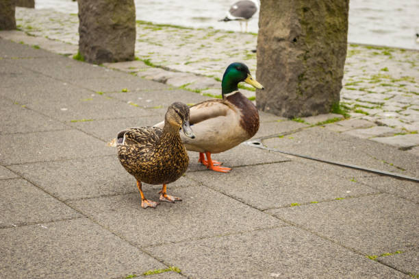 istock Ducks at the lake Tjornin (Reykjavik, Iceland) 1033180688
