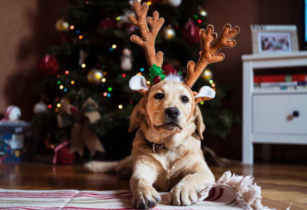 новый питомец на рождество - santa dog стоковые фото и изображения