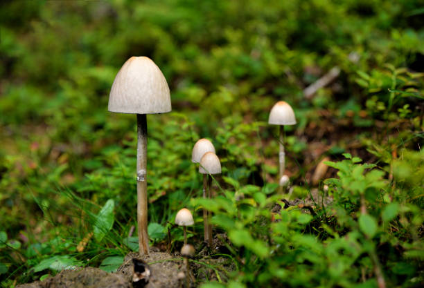 Oreades's marasmius Marasmius oreades mushrooms in a forest in Bulgaria, Balkans, Europe. marasmius oreades mushrooms stock pictures, royalty-free photos & images