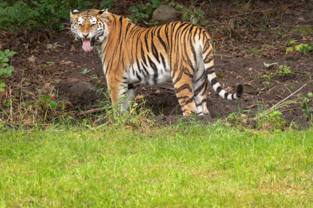 istock Tiger with tongue out 1033192134