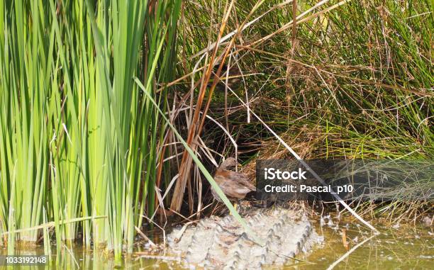 Duck Standing On The Back Of A Crocodile Stock Photo - Download Image Now - 2018, Animal, Animal Body Part