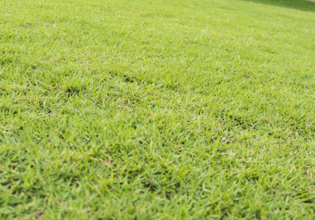 istock Green lawn grass background 1033197434