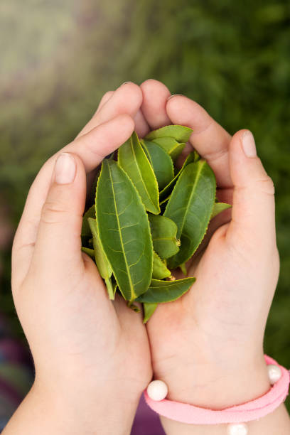 istock Green tea leaves in kid hands. 1033197588
