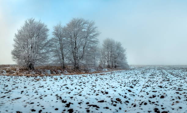 istock Winter fog at sunset. Trees in the ine. 1033205202
