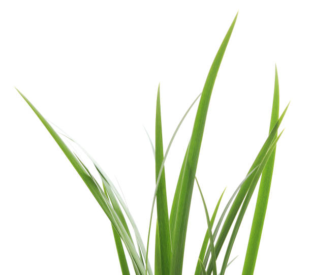 istock Bunch of green grass. 1033208274