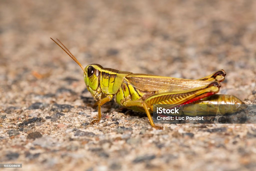 Two-striped grasshopper resting on sand Two-striped grasshopper resting on sand with blurred background and foreground Grasshopper Stock Photo