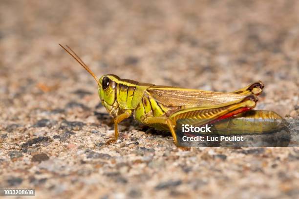 Twostriped Grasshopper Resting On Sand Stock Photo - Download Image Now - Grasshopper, Locust, Two-striped Grasshopper