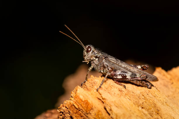 istock Spotted grasshopper resting on wood 1033208620