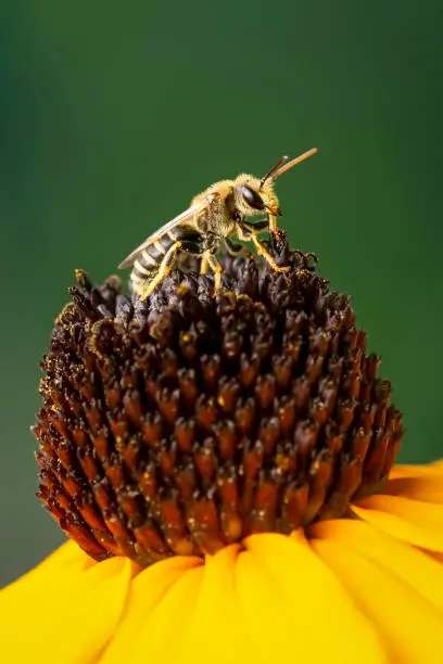 Halictus bee collecting pollen on a rudbeckia flower on a green background