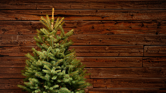 Classical fir christmas tree without decorations in front of a brown vintage wooden wall, full shot with copy space, no people