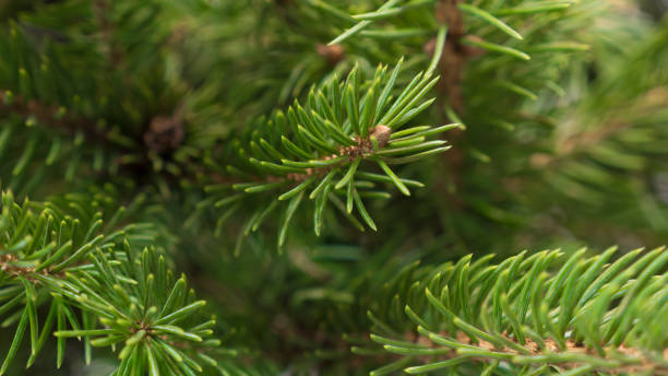 istock Natural green festive fir branches with needles 1033211036