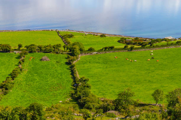 granjas con vacas y caballos en burren trail forma con la bahía de galway - county clare the burren ballyvaughan stone fotografías e imágenes de stock