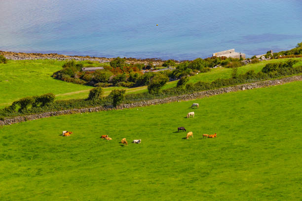 granjas con vacas y caballos en burren trail forma con la bahía de galway - county clare the burren ballyvaughan stone fotografías e imágenes de stock