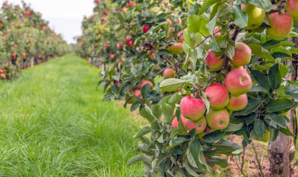 istock Ripe red apples ready to be picked in an apple orchard 1033220144