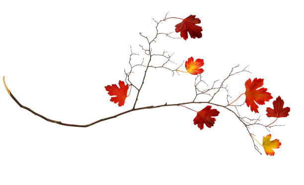 Dry autumn twig with red leaves isolated on white background