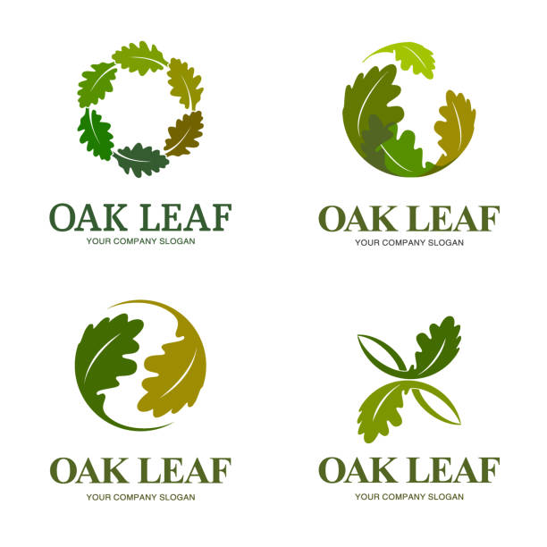 비즈니스에 대 한 벡터 디자인 요소입니다. 오크 잎 - tree environment oak tree symbol stock illustrations