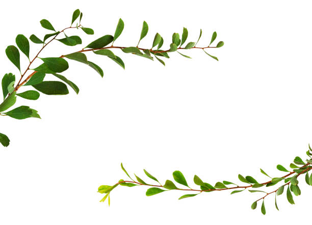 istock Twigs with small green leaves in a frame arranfgement 1033223448