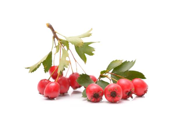 istock Ripe hawthorn with leaves on a white background 1033233982