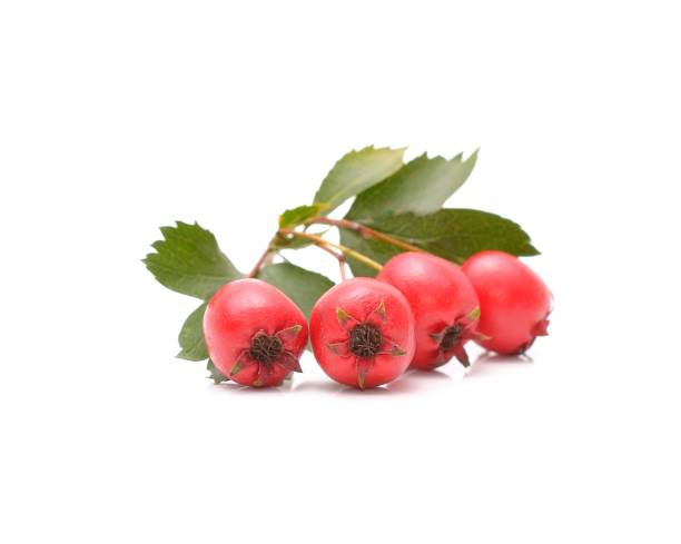 istock Ripe hawthorn with leaves on a white background 1033233984