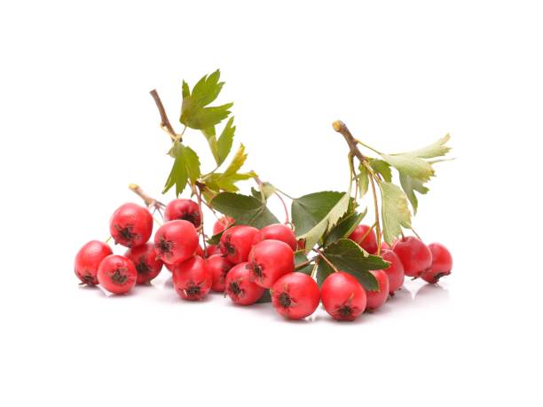 istock Ripe hawthorn with leaves on a white background 1033233986