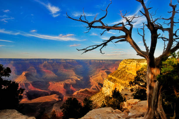 istock Grand Canyon Dead Tree and Bright Angel Trail 1033239660