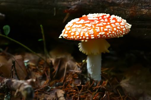 Amanita muscaria, mushroom in the forest in autumn